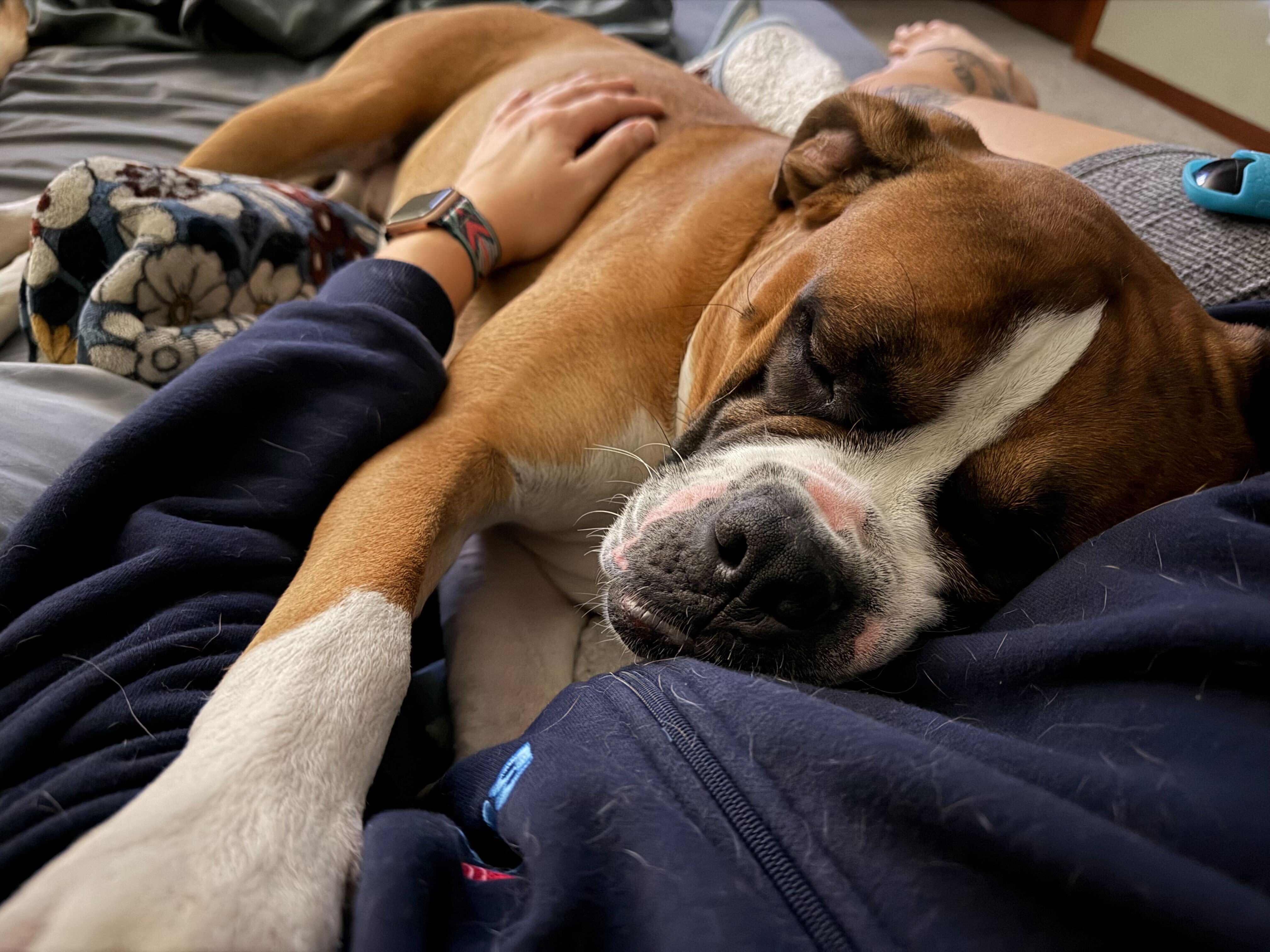 Enlarge Brutus , an adopted mixed breed in Cedar Rapids, IA image 3/3