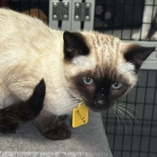 Mariko - Gorgeous Little Siamese Mix, an adopted Siamese in Hoquiam, WA image 3/5