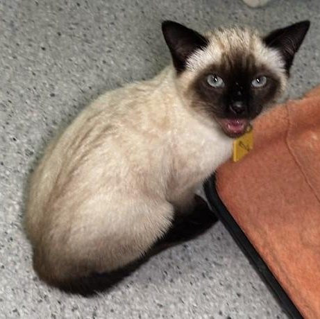 Mariko - Gorgeous Little Siamese Mix, an adopted Siamese in Hoquiam, WA image 5/5