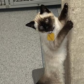 Mariko - Gorgeous Little Siamese Mix, adopted, Kitten Female Siamese.