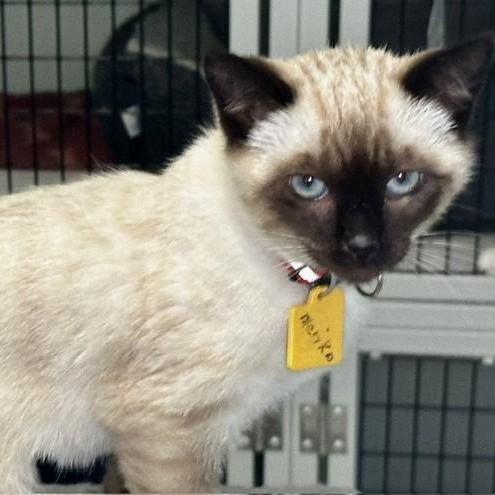 Mariko - Gorgeous Little Siamese Mix, an adopted Siamese in Hoquiam, WA image 2/5