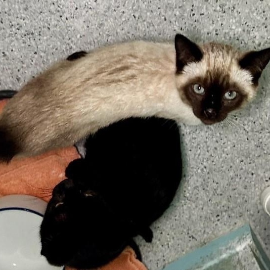 Mariko - Gorgeous Little Siamese Mix, an adopted Siamese in Hoquiam, WA image 4/5