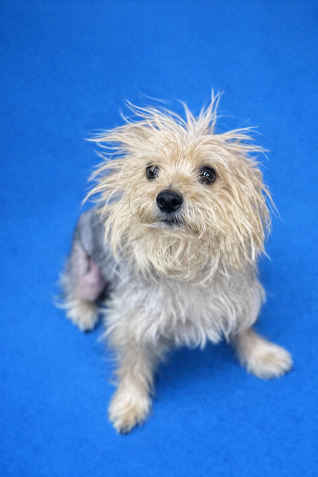 Purple, ADOPTABLE, Adult Male Yorkshire Terrier.