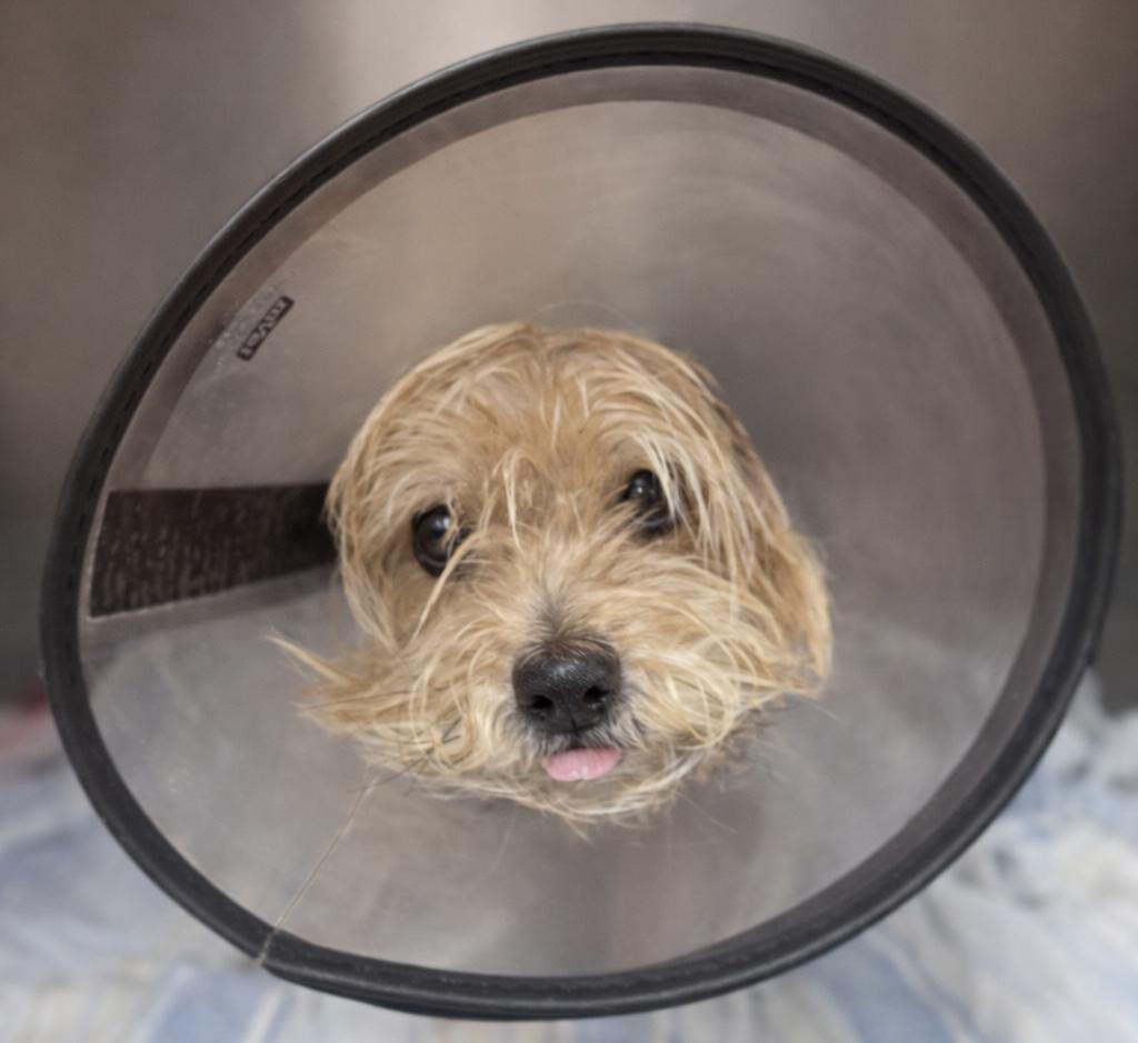 Enlarge Purple, a ADOPTABLE Yorkshire Terrier in Waldorf, MD image 2/2