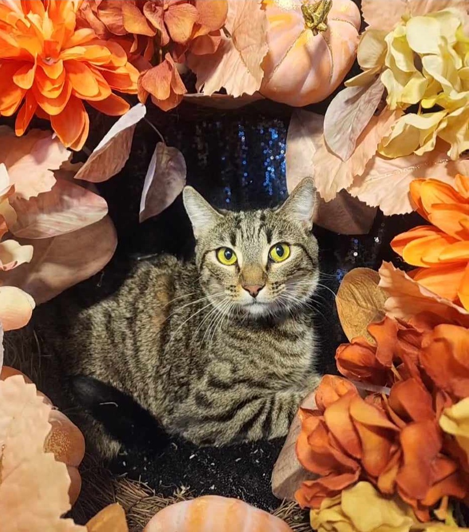 Foxey, a Adoptable Domestic Medium Hair in San Tan Valley, AZ image 1/2