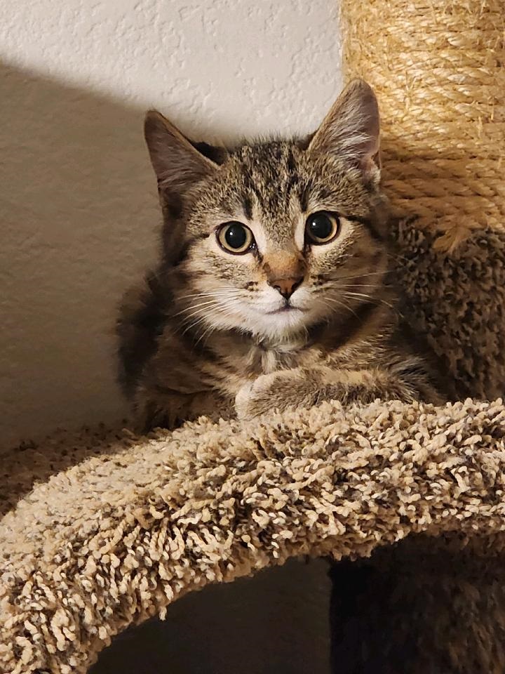 Foxey, a Adoptable Domestic Medium Hair in San Tan Valley, AZ image 2/2