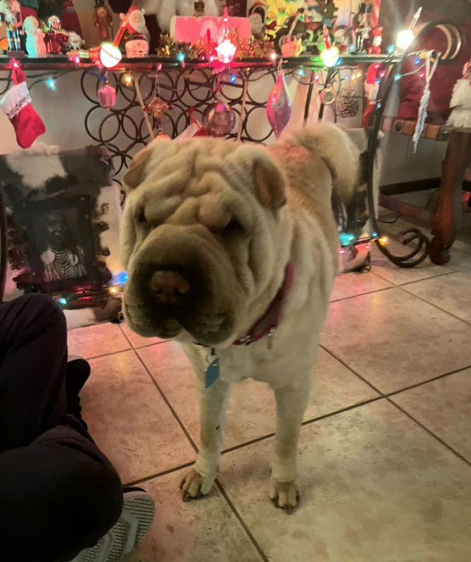 Honey aka Dolce, Adoptable, Young Female Shar-Pei.