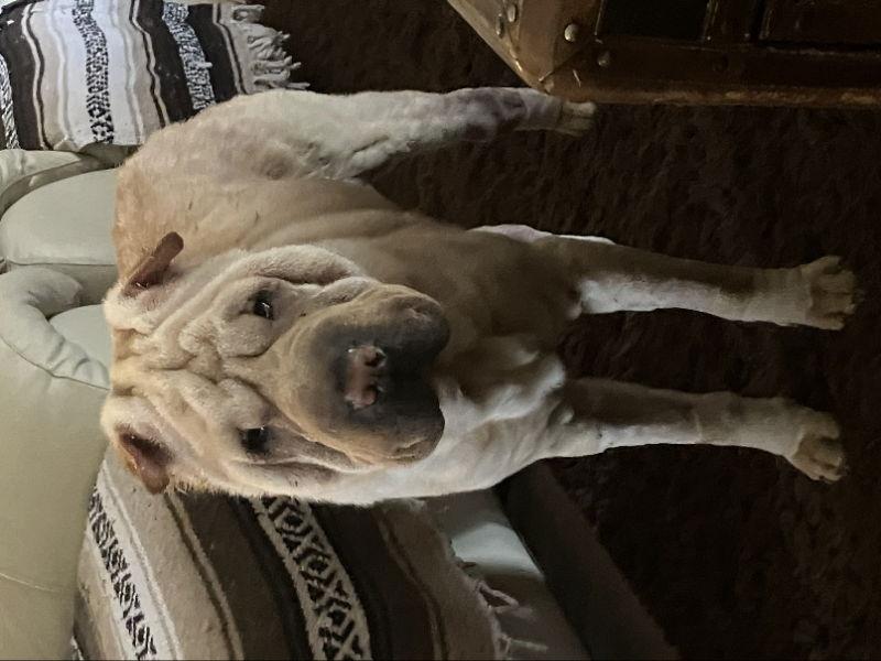 Honey aka Dolce, a Adoptable Shar-Pei in Lake Forest, CA image 1/3