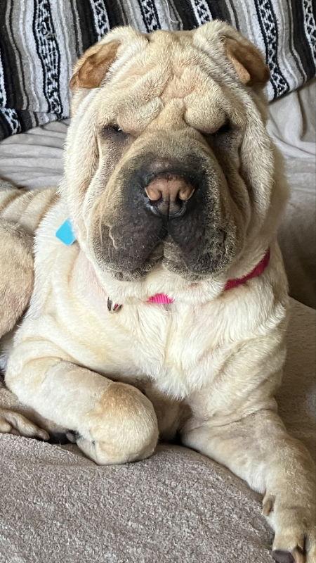Honey aka Dolce, a Adoptable Shar-Pei in Lake Forest, CA image 2/3