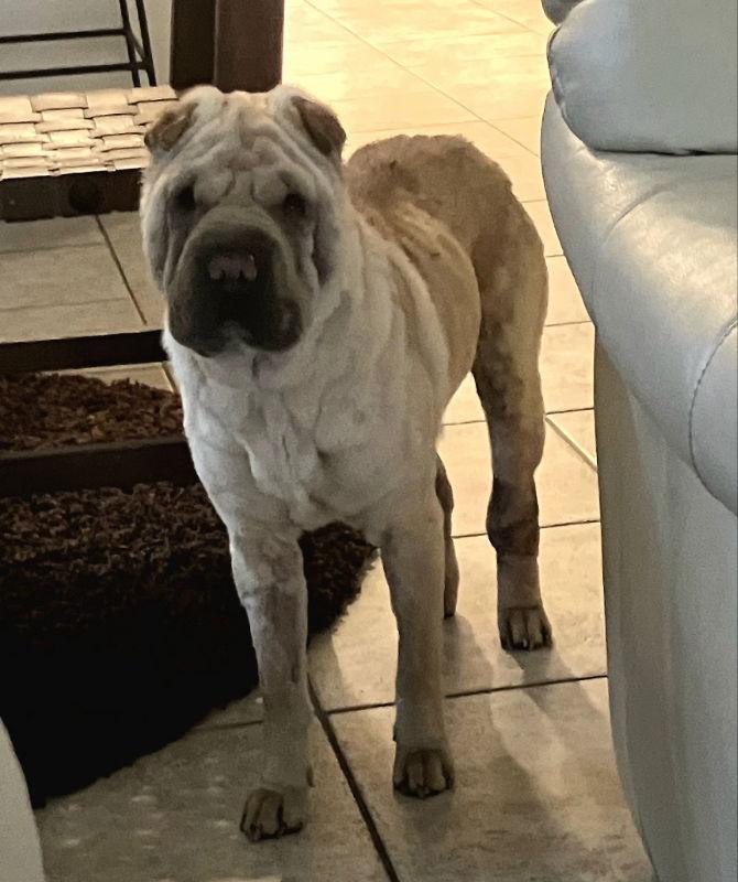 Honey aka Dolce, a Adoptable Shar-Pei in Lake Forest, CA image 3/3