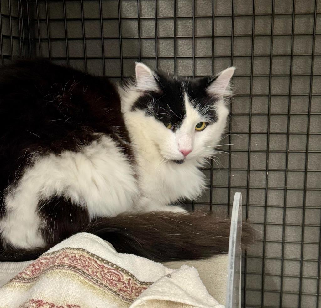 Kookaburra, Adoptable, Young Male Domestic Long Hair.