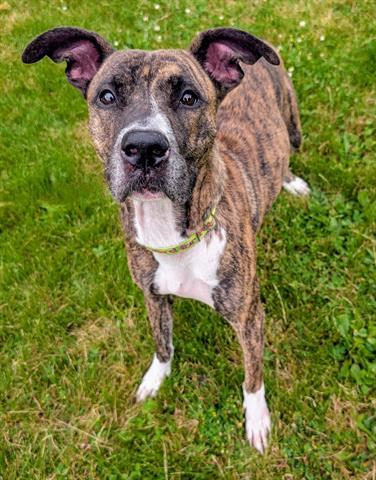 Enlarge FAWN, a Adoptable mixed breed in Akron, OH image 1/1