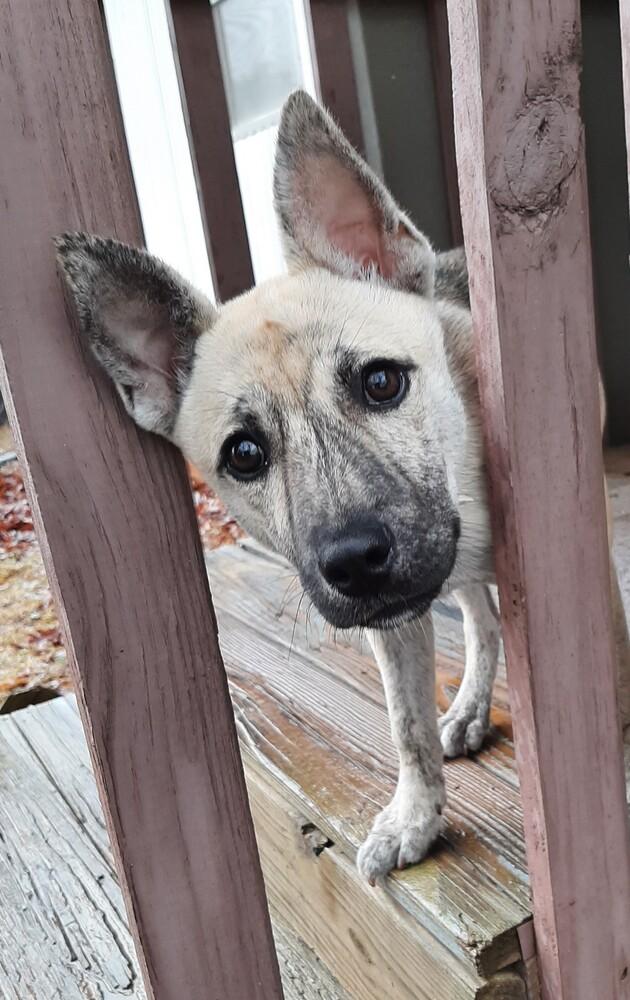 Enlarge Holly, a Adoptable mixed breed in Charlotte, NC image 3/5