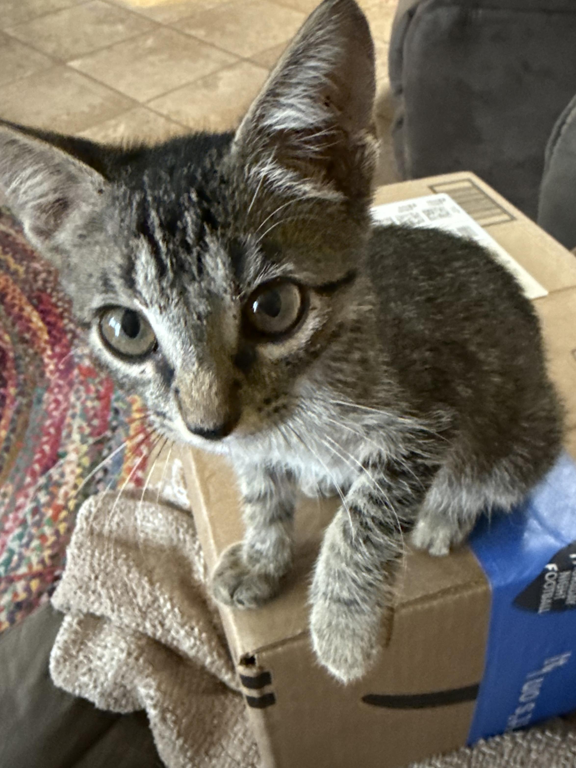 Chevy, a Adoptable Tabby in Ruidoso, NM image 1/3