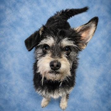 Tessa, an adopted mixed breed in Long Beach, WA image 2/2