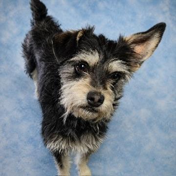 Tessa, adopted, Adult Female Miniature Schnauzer.
