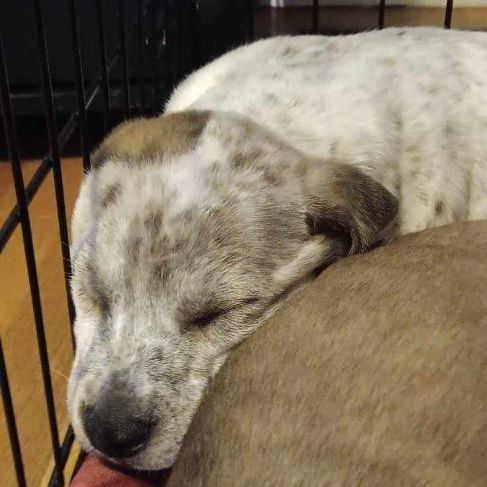 Freckles, a Adopted Pointer in North Augusta, SC image 1/4