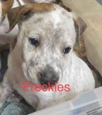 Freckles, a Adopted Pointer in North Augusta, SC image 2/4