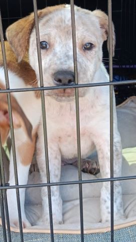 Freckles, a Adopted Pointer in North Augusta, SC image 4/4