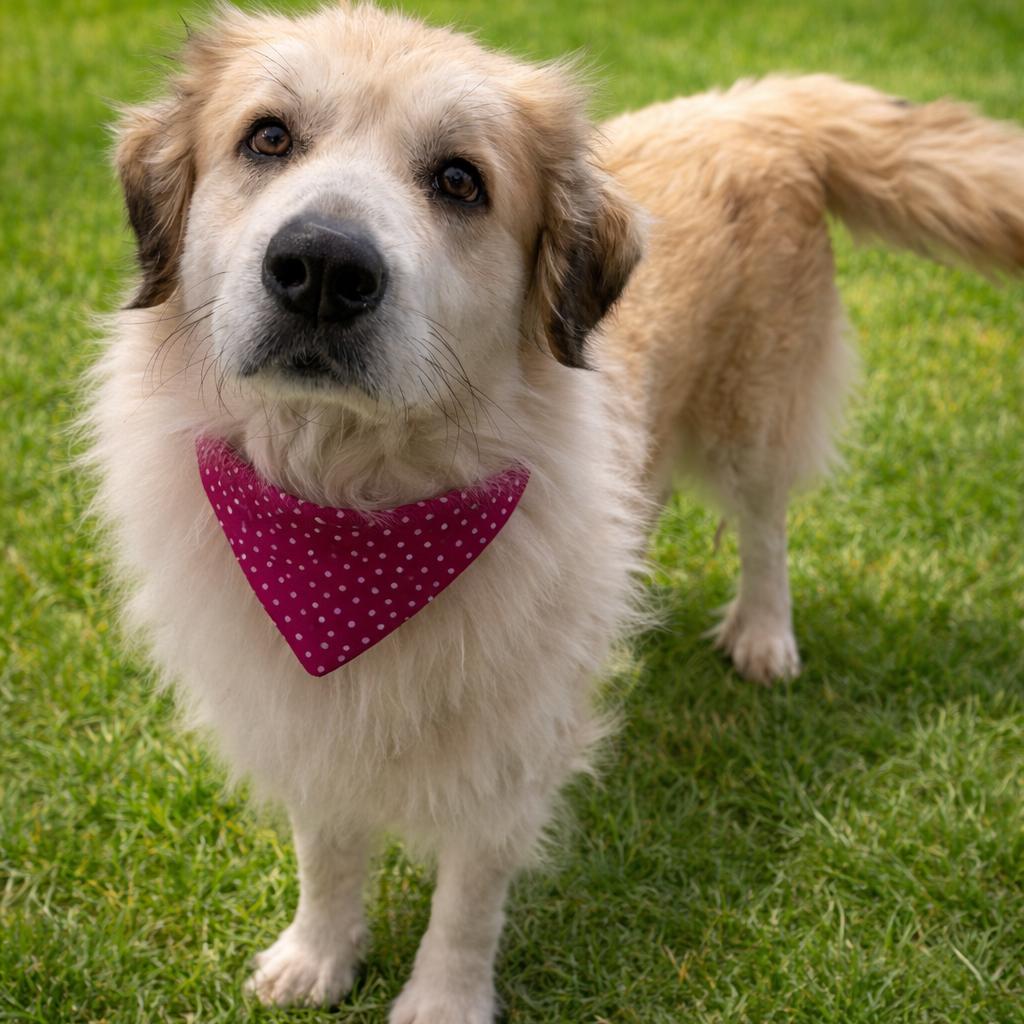Hazel, Adoptable, Adult Female Great Pyrenees.