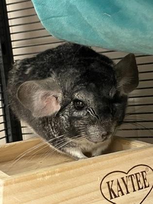 John F Kennedy, Adoptable, Adult Male Chinchilla & Chinchilla.