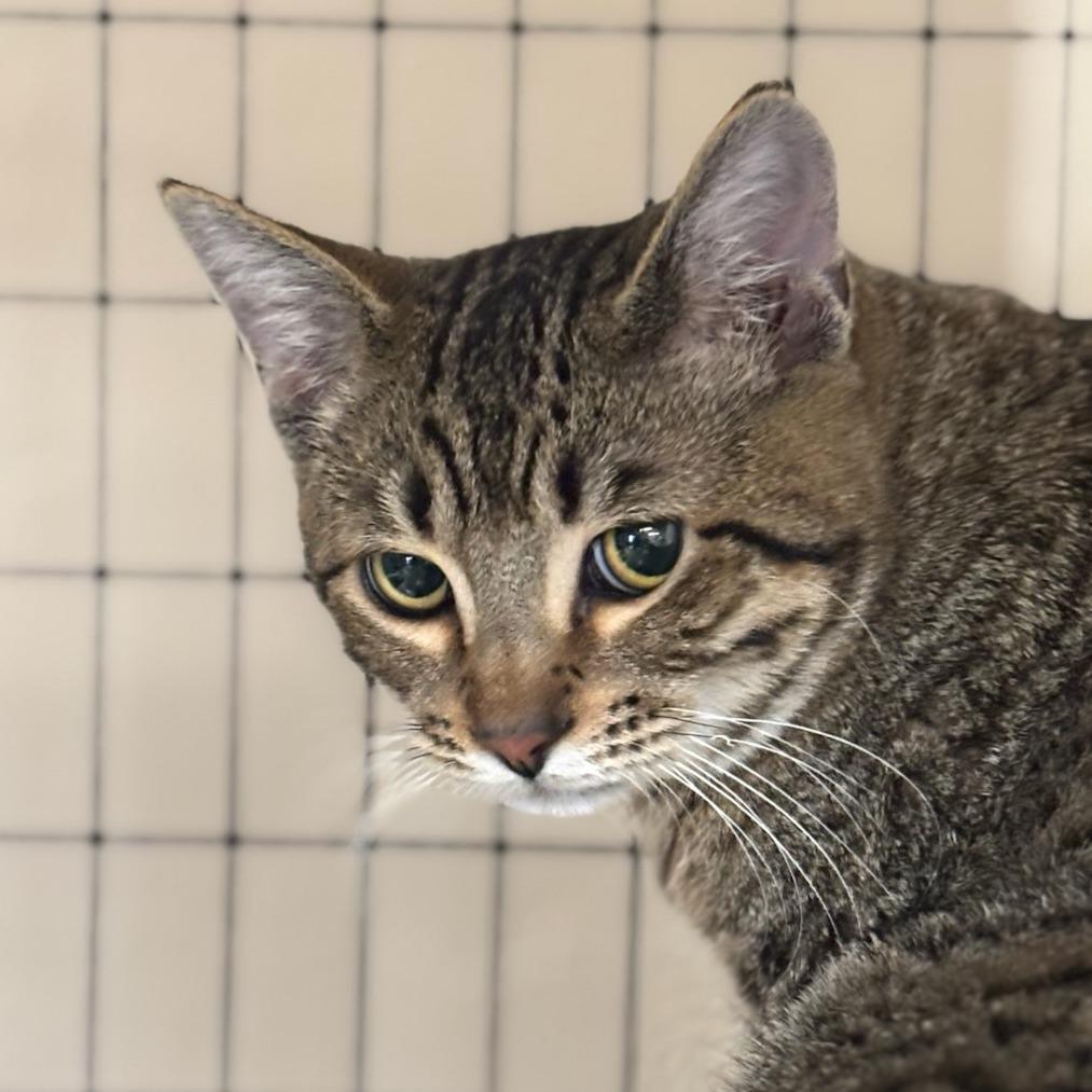 Enlarge Trek, a Adoptable Domestic Short Hair in Medford, OR image 1/1