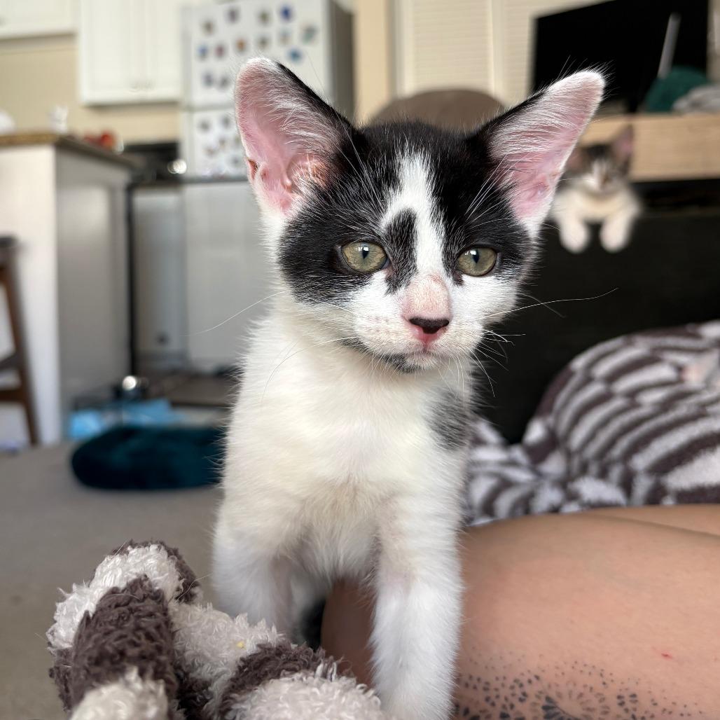 Enlarge Michelangelo, a Adoptable Domestic Short Hair in San Diego, CA image 1/3
