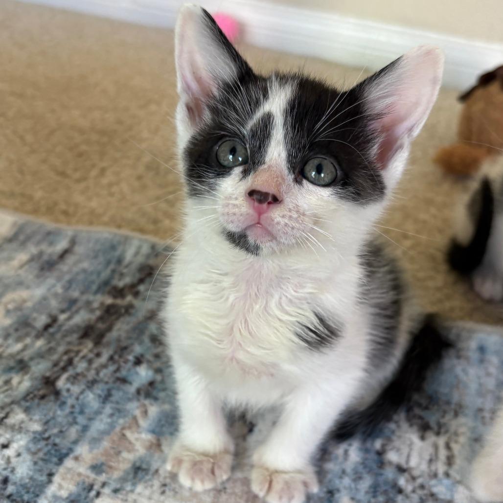 Enlarge Michelangelo, a Adoptable Domestic Short Hair in San Diego, CA image 2/3