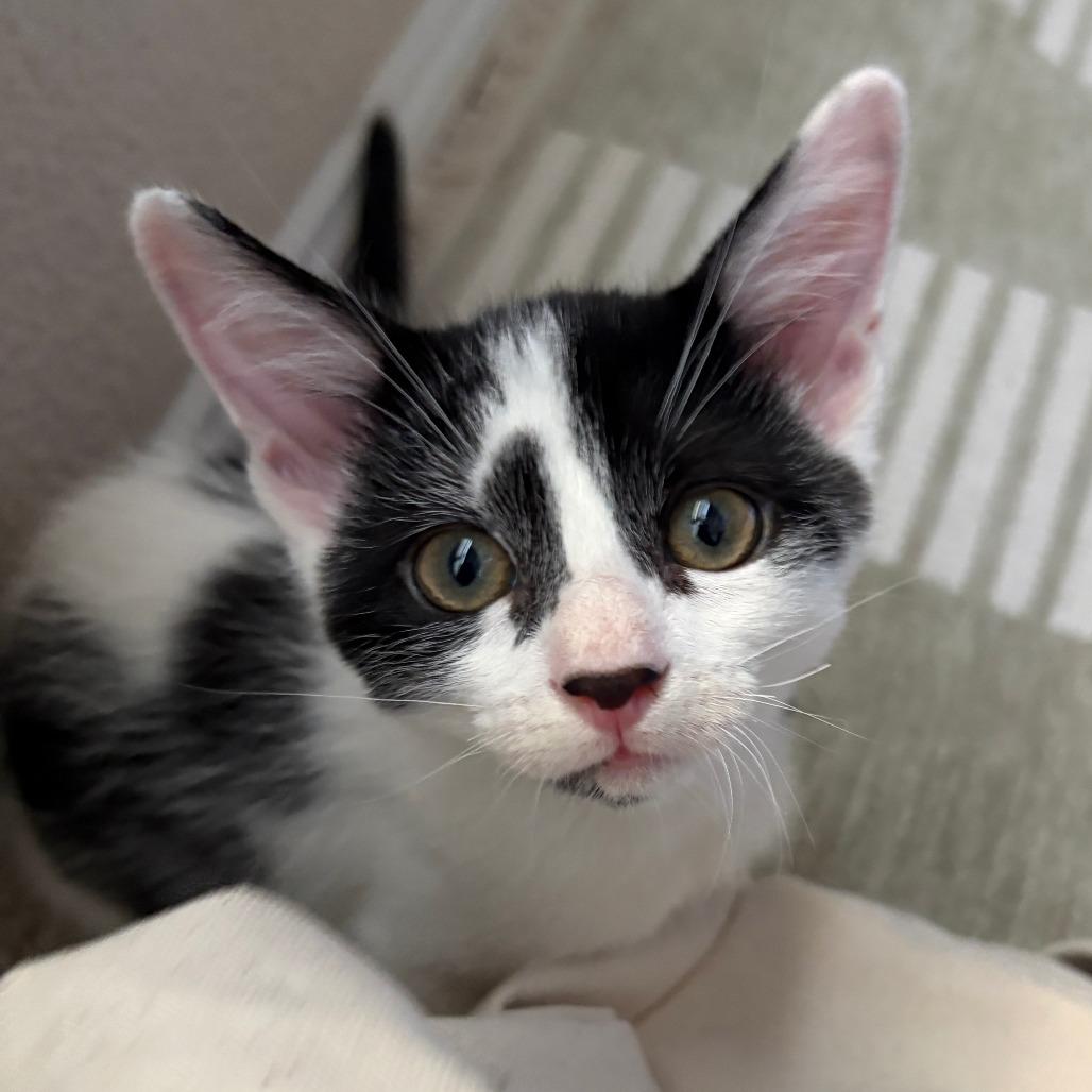 Enlarge Michelangelo, a Adoptable Domestic Short Hair in San Diego, CA image 3/3