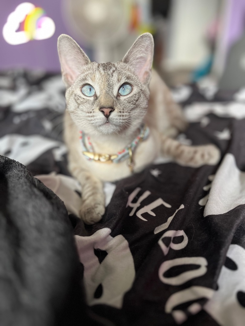 Angel , a Adopted Siamese in Bolton, ON image 1/4