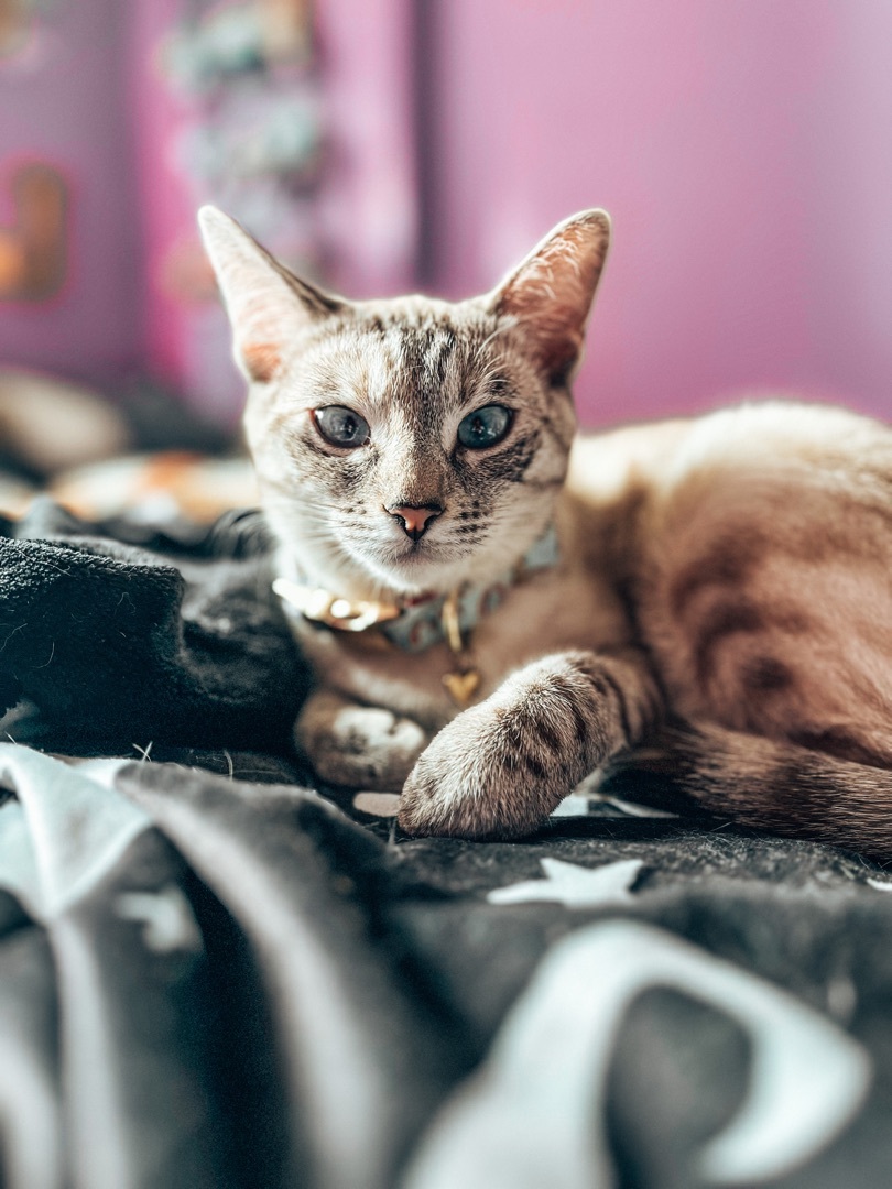 Angel , a Adopted Siamese in Bolton, ON image 2/4