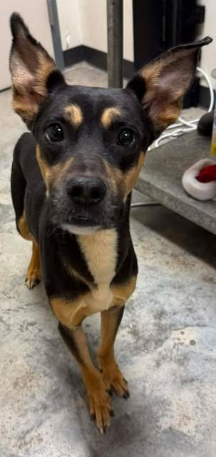 Max, Adoptable, Adult Male Shepherd & Mixed Breed.