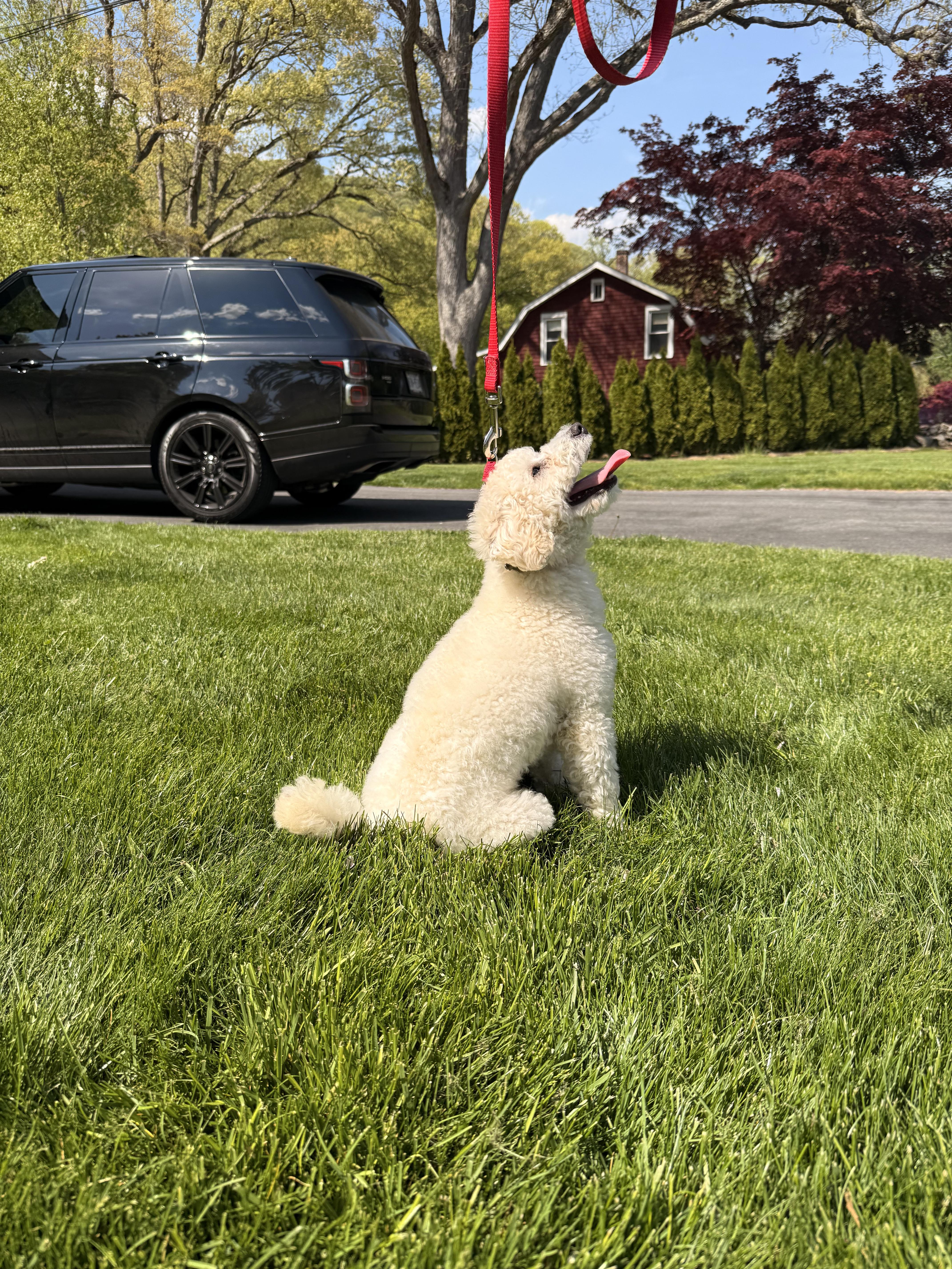 Rex, a ADOPTABLE Bichon Frise in Thornwood, NY image 4/6