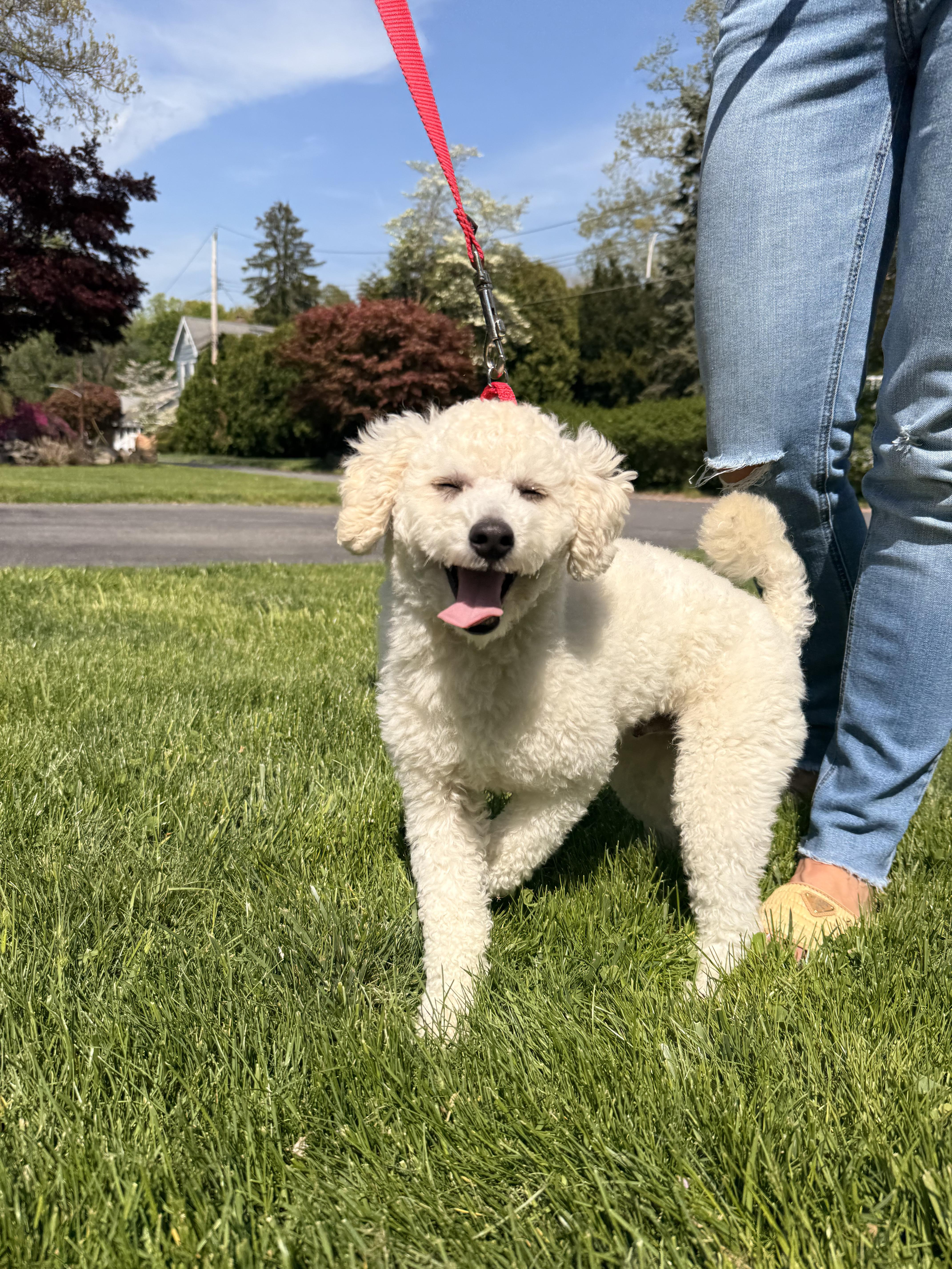 Rex, a ADOPTABLE Bichon Frise in Thornwood, NY image 3/6