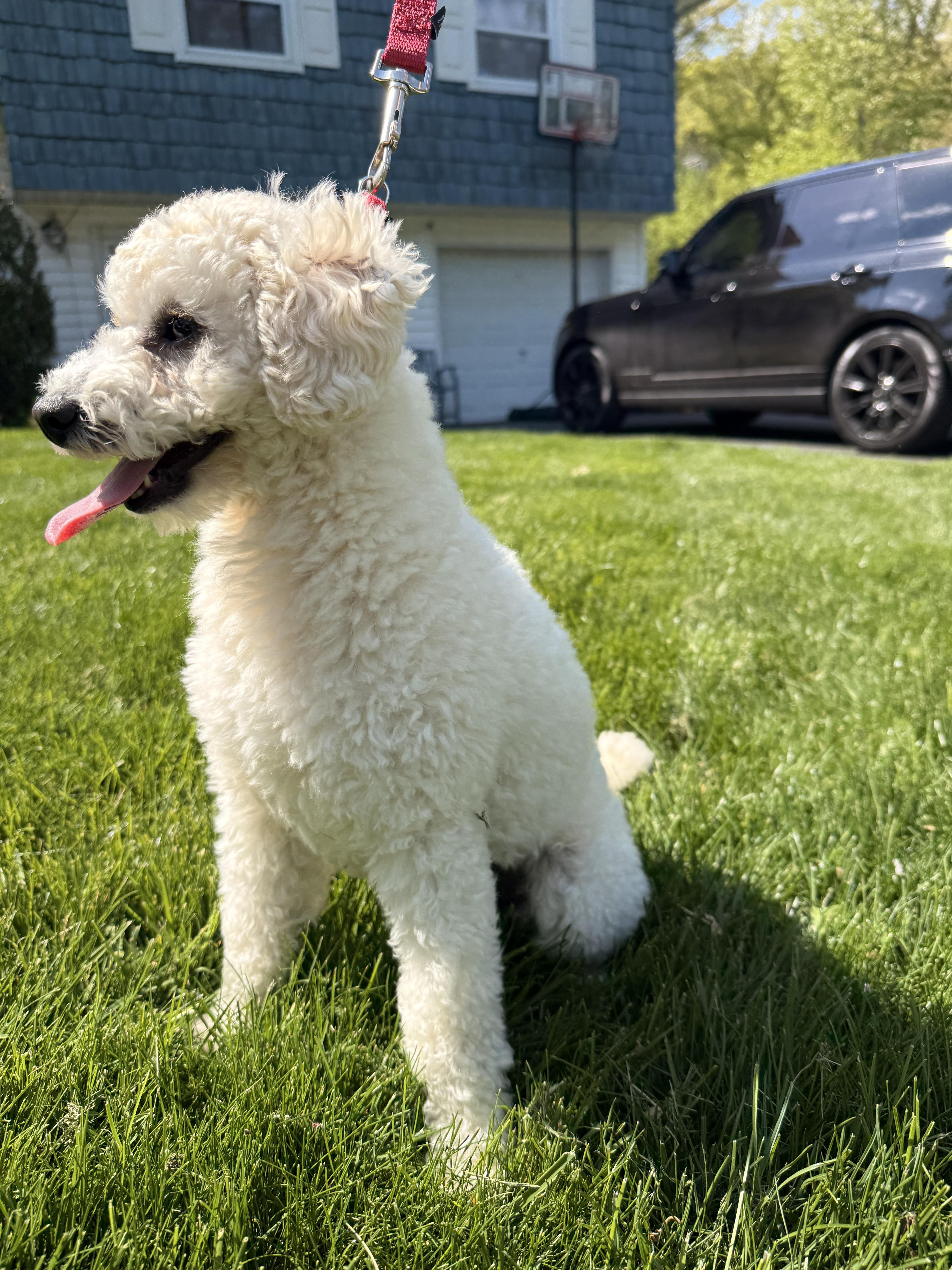 Rex, a ADOPTABLE Bichon Frise in Thornwood, NY image 5/6