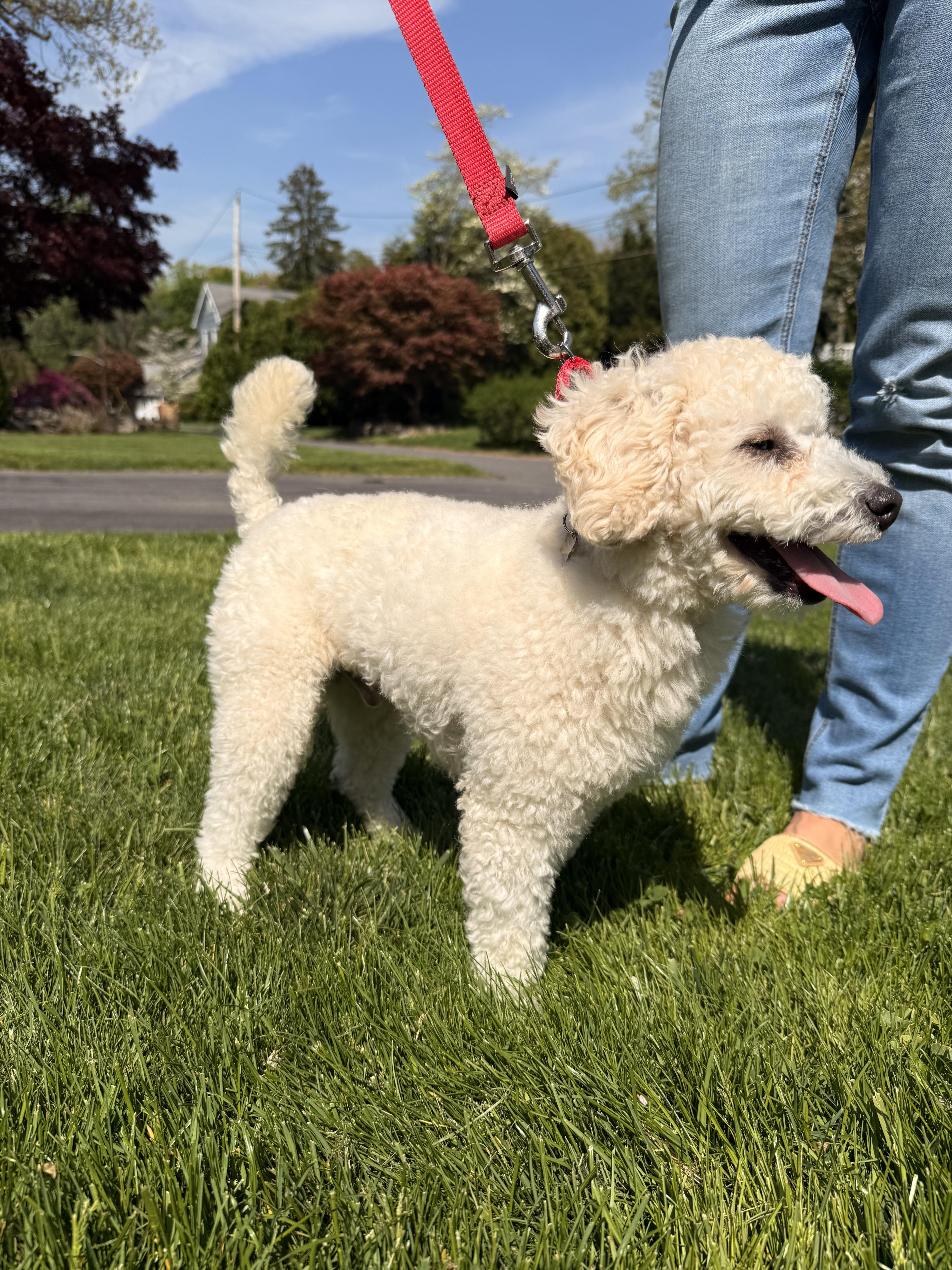 Rex, ADOPTABLE, Adult Male Bichon Frise.