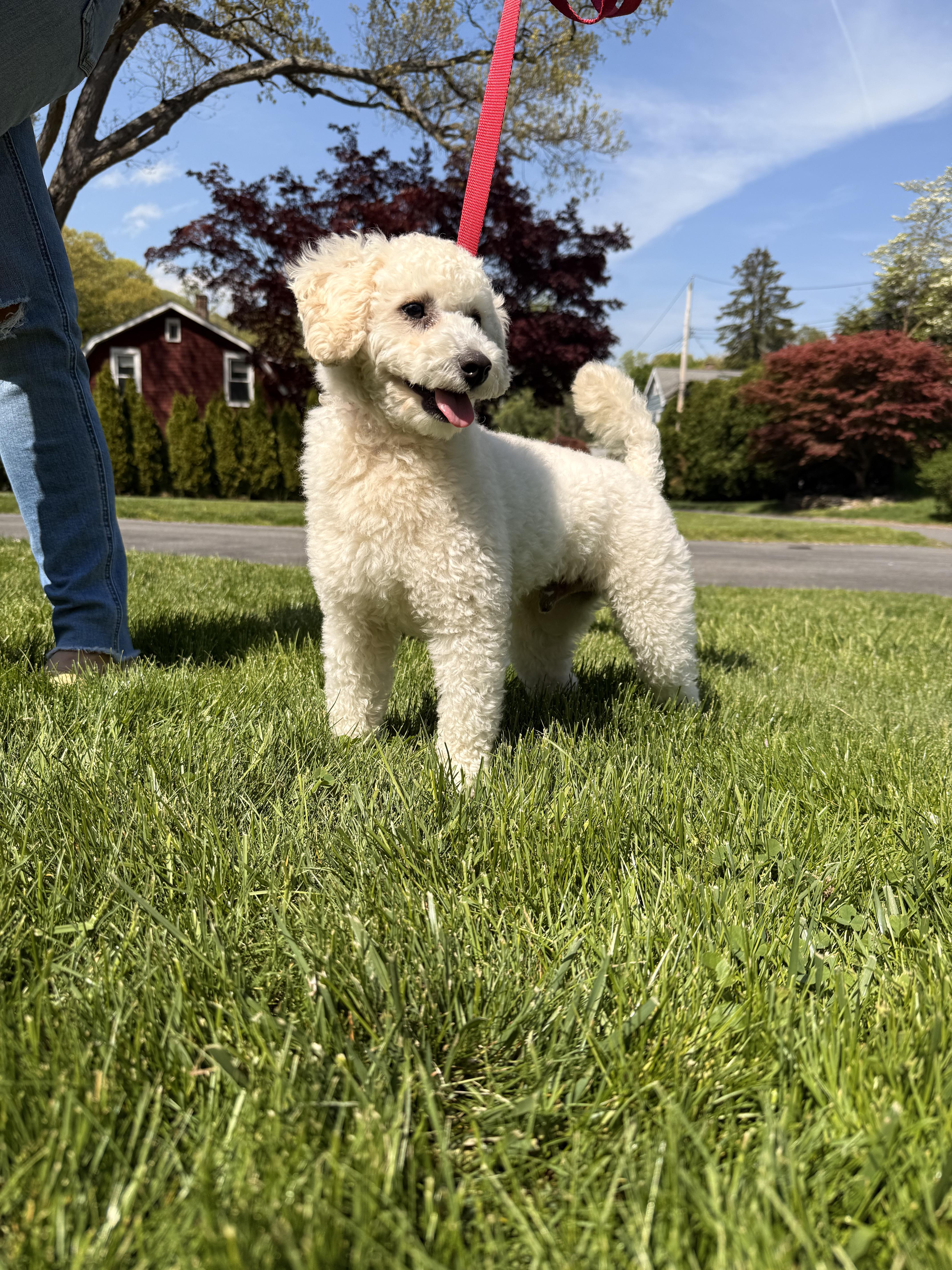 Rex, a ADOPTABLE Bichon Frise in Thornwood, NY image 2/6