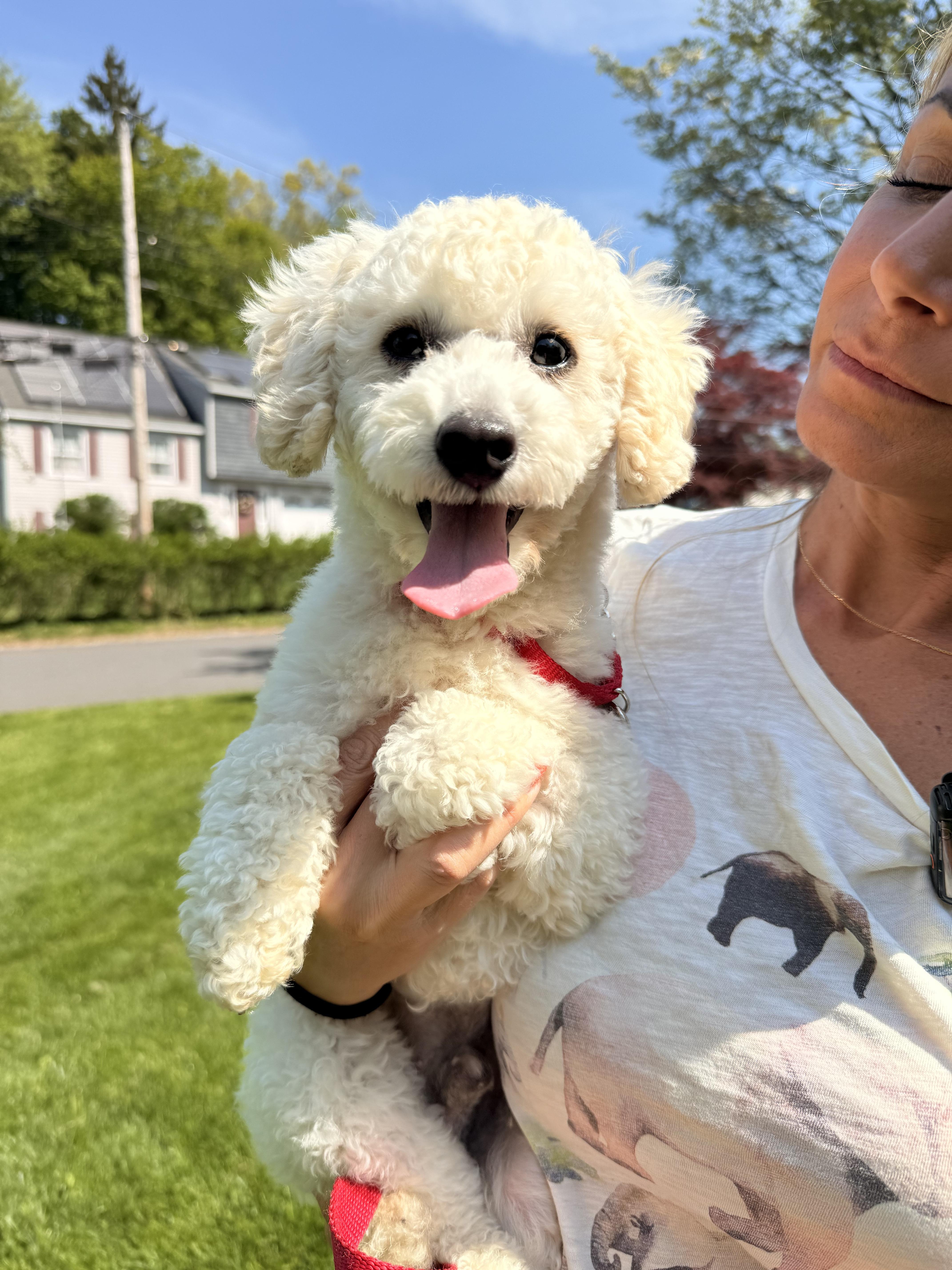 Rex, a ADOPTABLE Bichon Frise in Thornwood, NY image 6/6
