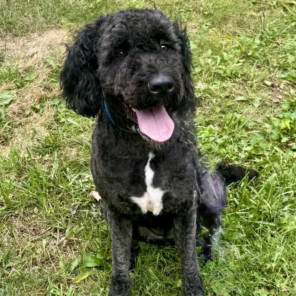 Enlarge Babette, a Adoptable mixed breed in Chester Springs, PA image 5/6
