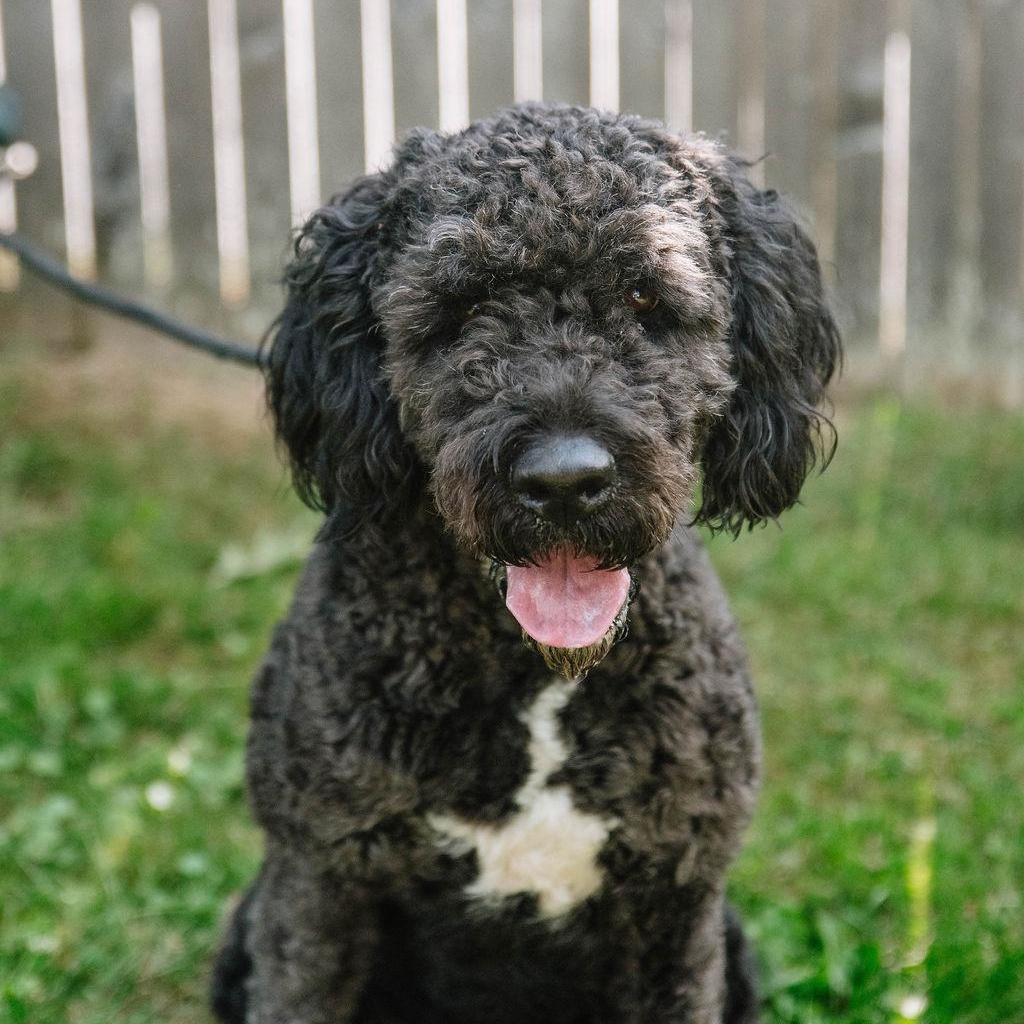 Enlarge Babette, a Adoptable mixed breed in Chester Springs, PA image 1/6