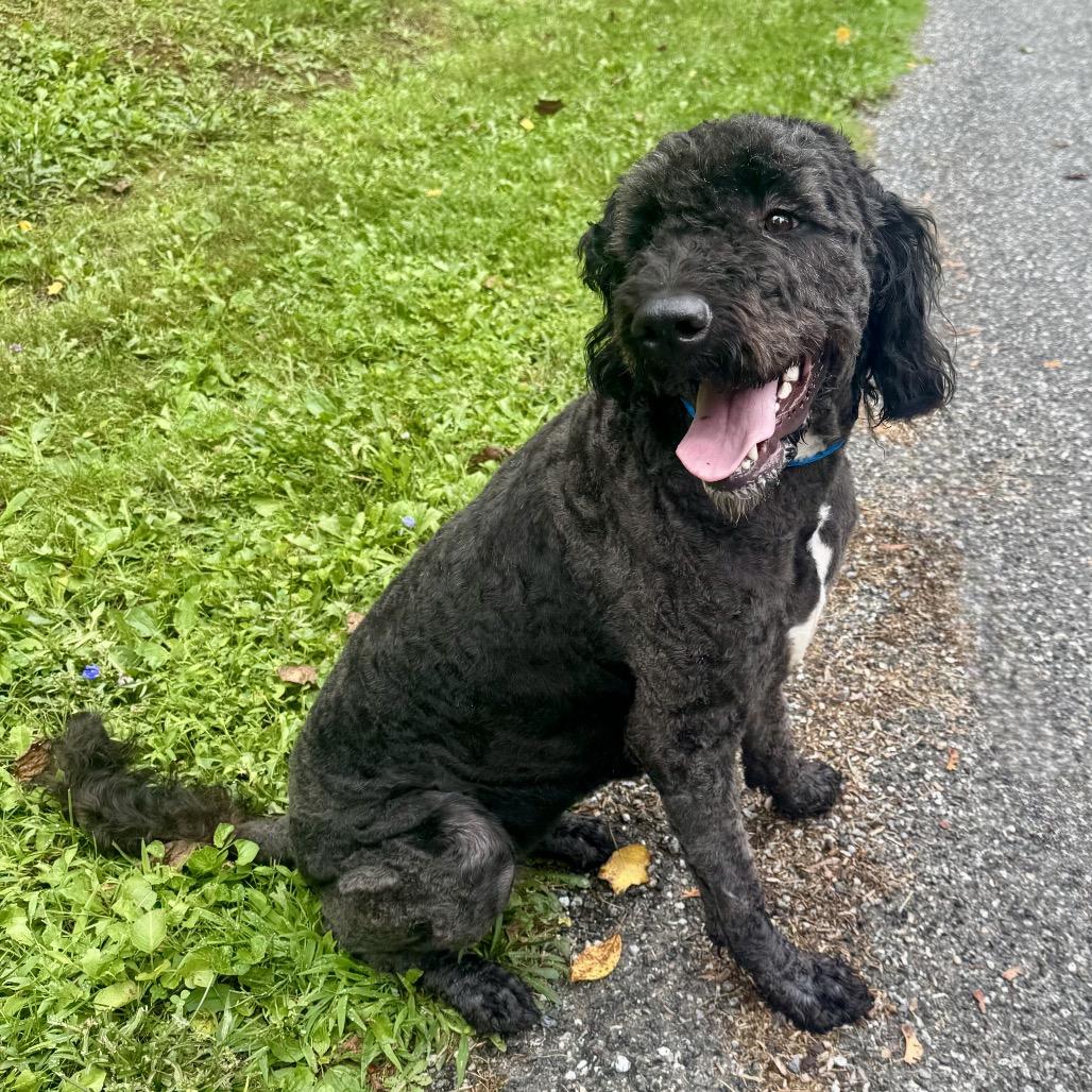 Babette, Adoptable, Adult Female Bouvier des Flandres & Standard Poodle.