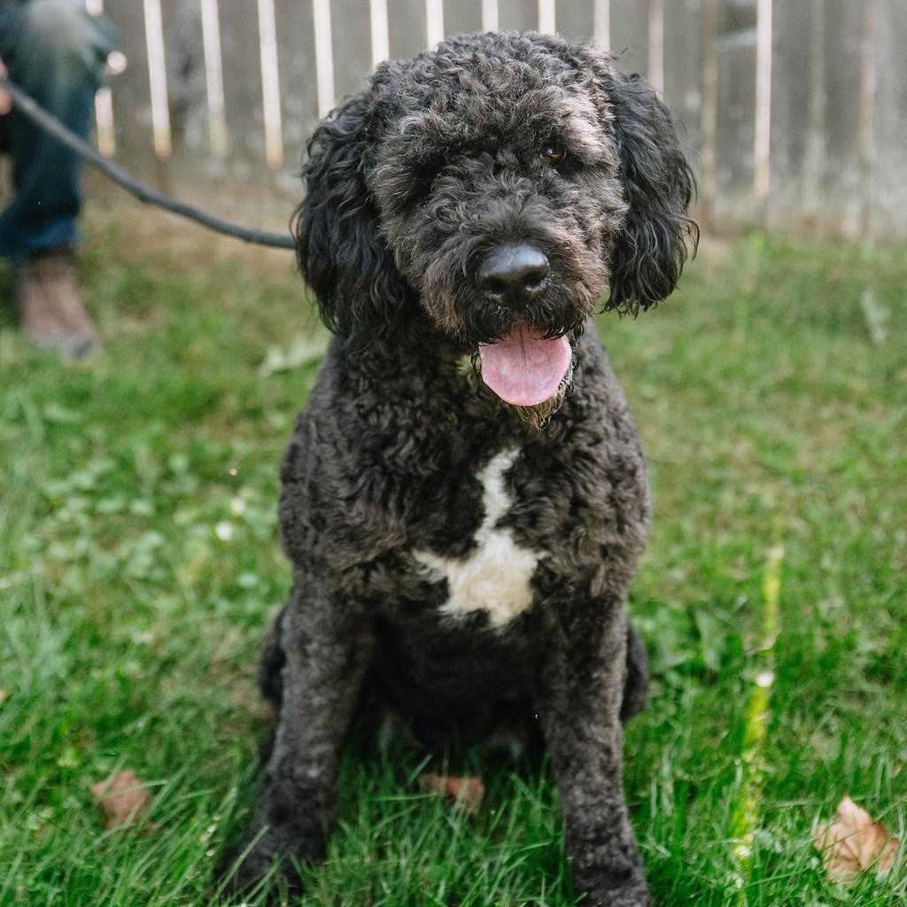 Enlarge Babette, a Adoptable mixed breed in Chester Springs, PA image 2/6
