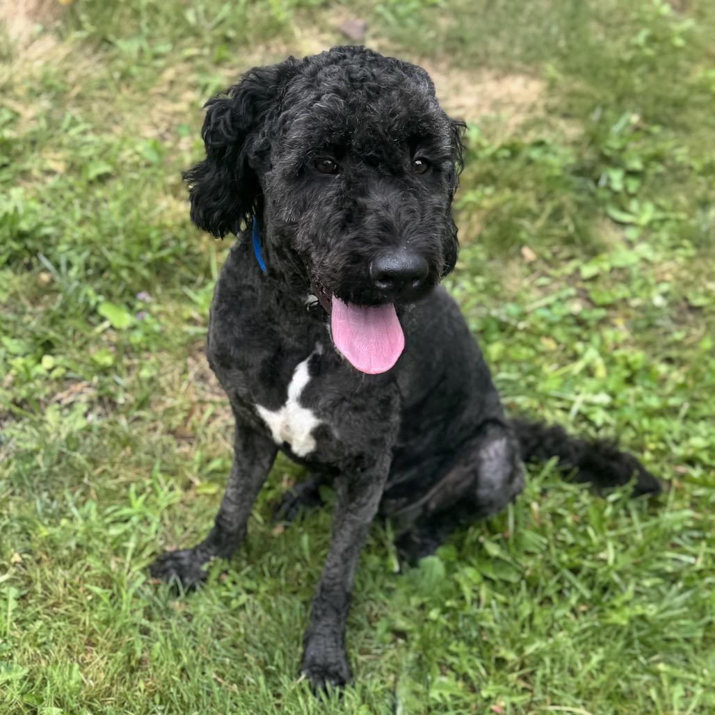 Enlarge Babette, a Adoptable mixed breed in Chester Springs, PA image 4/6