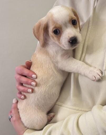 Aurora, Adoptable, Puppy Female Boxer & Labrador Retriever.