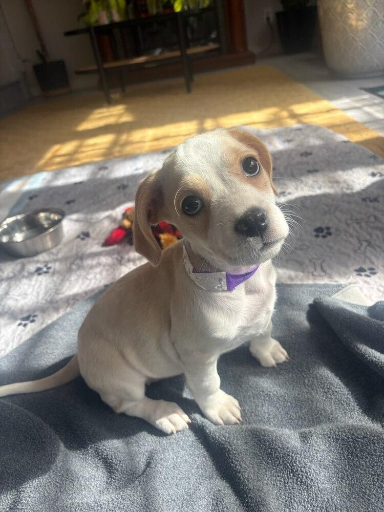 Aurora, a Adoptable mixed breed in Sedalia, CO image 3/6