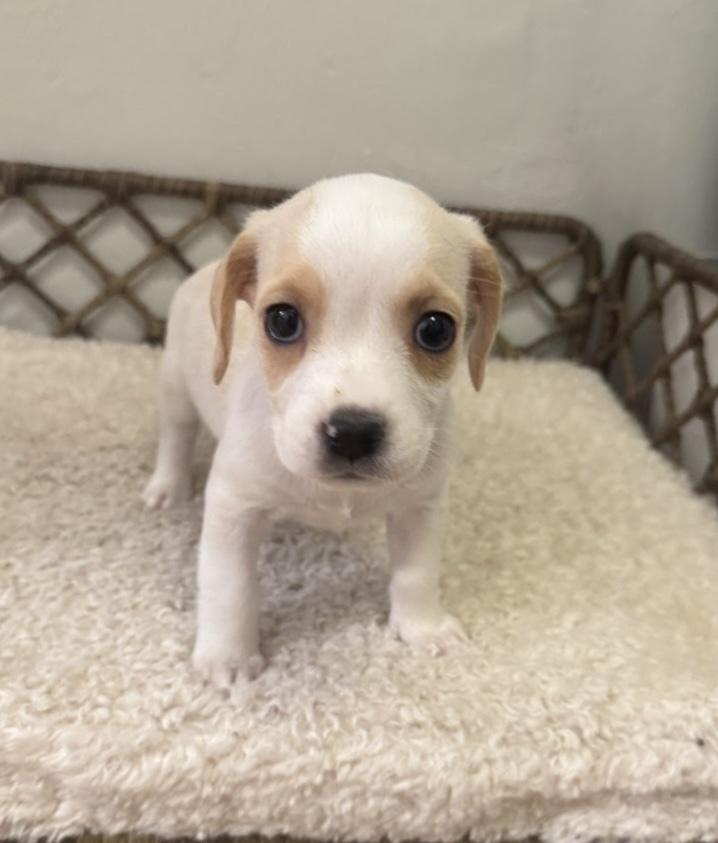 Aurora, a Adoptable mixed breed in Sedalia, CO image 4/6