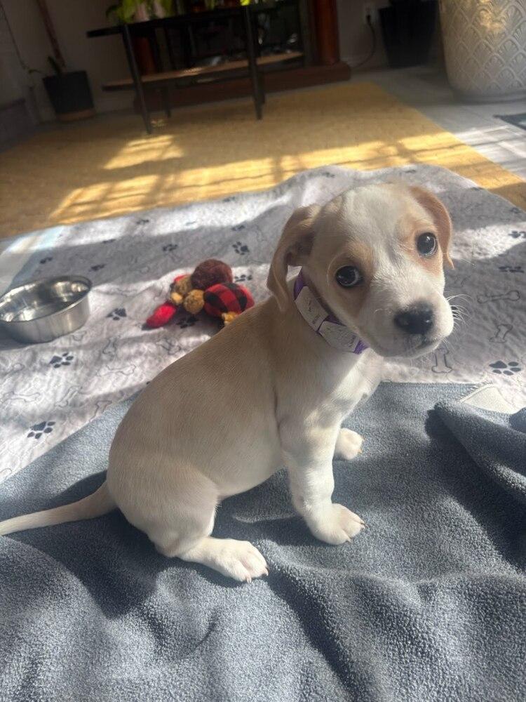 Aurora, a Adoptable mixed breed in Sedalia, CO image 5/6