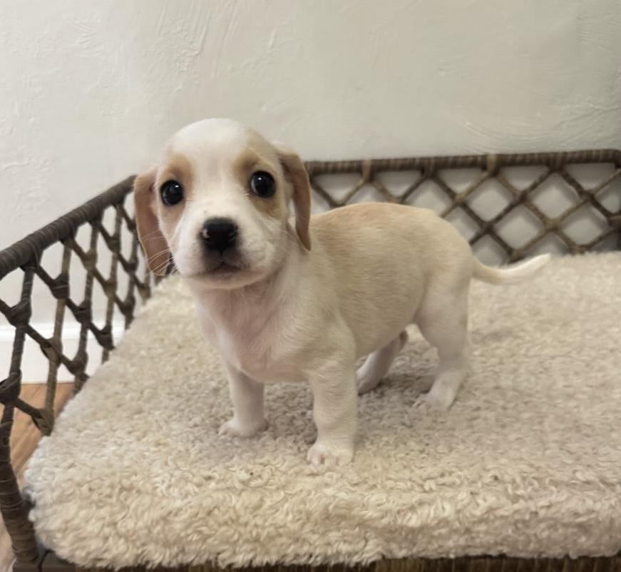 Aurora, a Adoptable mixed breed in Sedalia, CO image 6/6