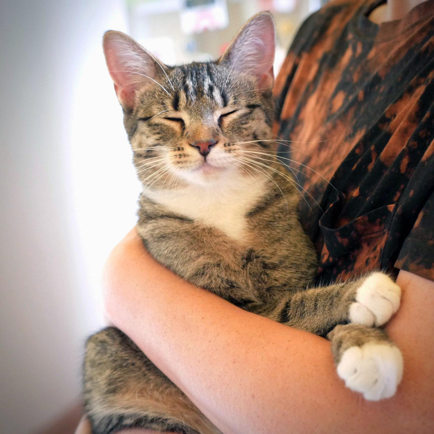 Karissa, a ADOPTABLE mixed breed in Chicago, IL image 2/6