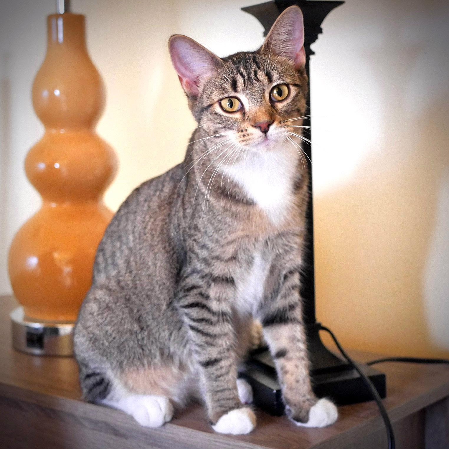 Karissa, ADOPTABLE, Young Female Tabby & Domestic Short Hair.